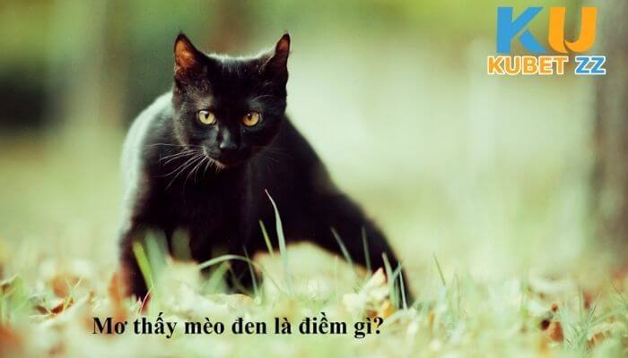 Mơ thấy mèo đen là điềm tốt hay xấu?